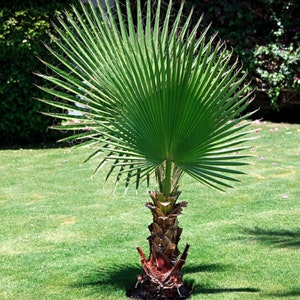 50+ California Fan Palm Tree Seeds (Washingtonia Filifera) Edible