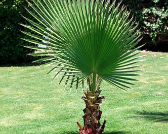 50+ California Fan Palm Tree Seeds (Washingtonia Filifera) Edible