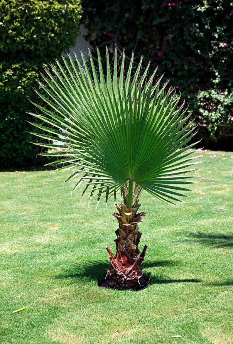 50 California Fan Palm Tree Seeds washingtonia Filifera Etsy UK