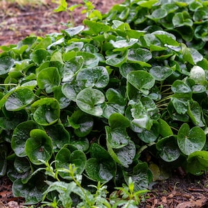 10 Wild Ginger Seeds (Asarum canadense) | Use: Ground Cover & Spice