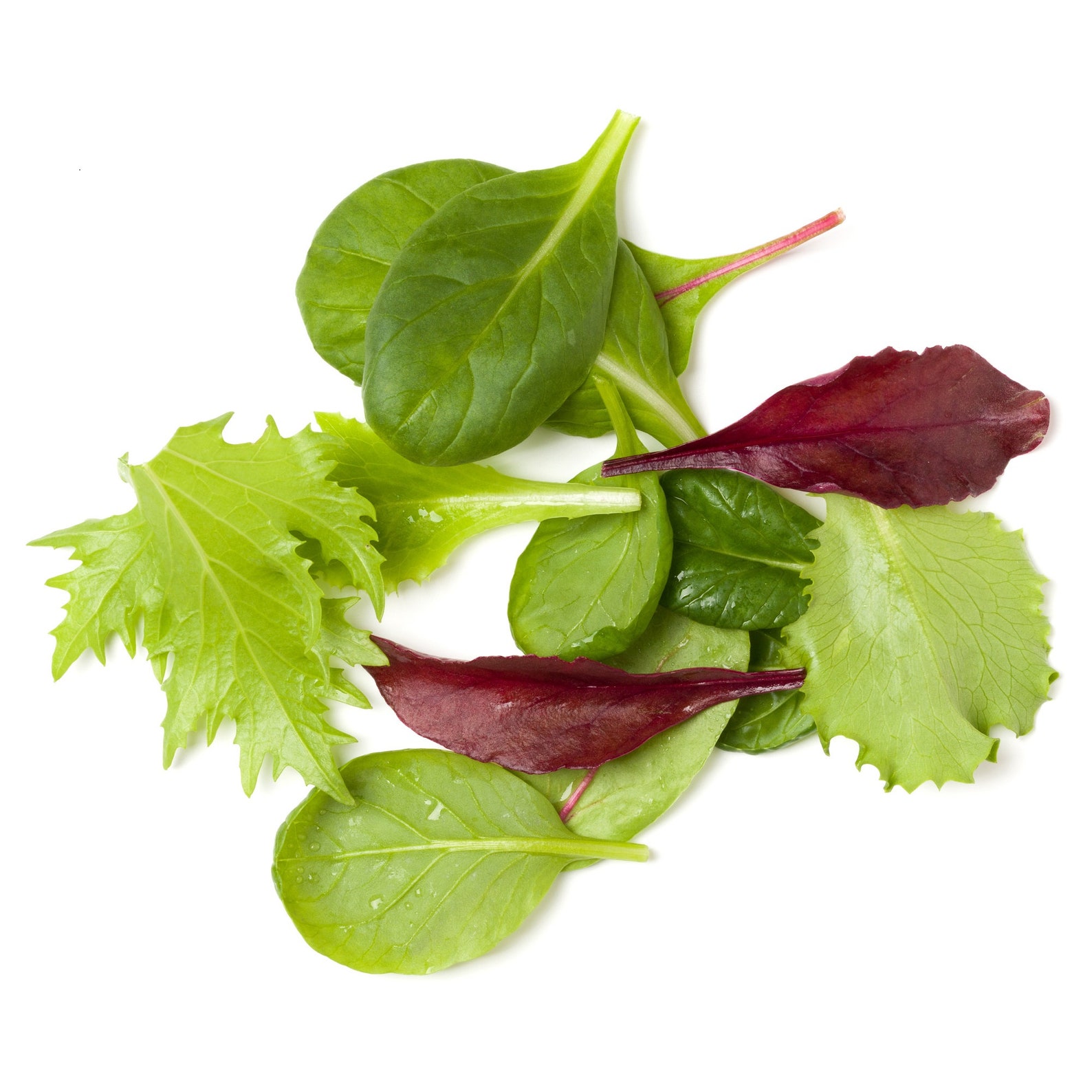 1000 Gourmet Lettuce Blend Seeds Mixed Salad Bowl Lettuce Etsy