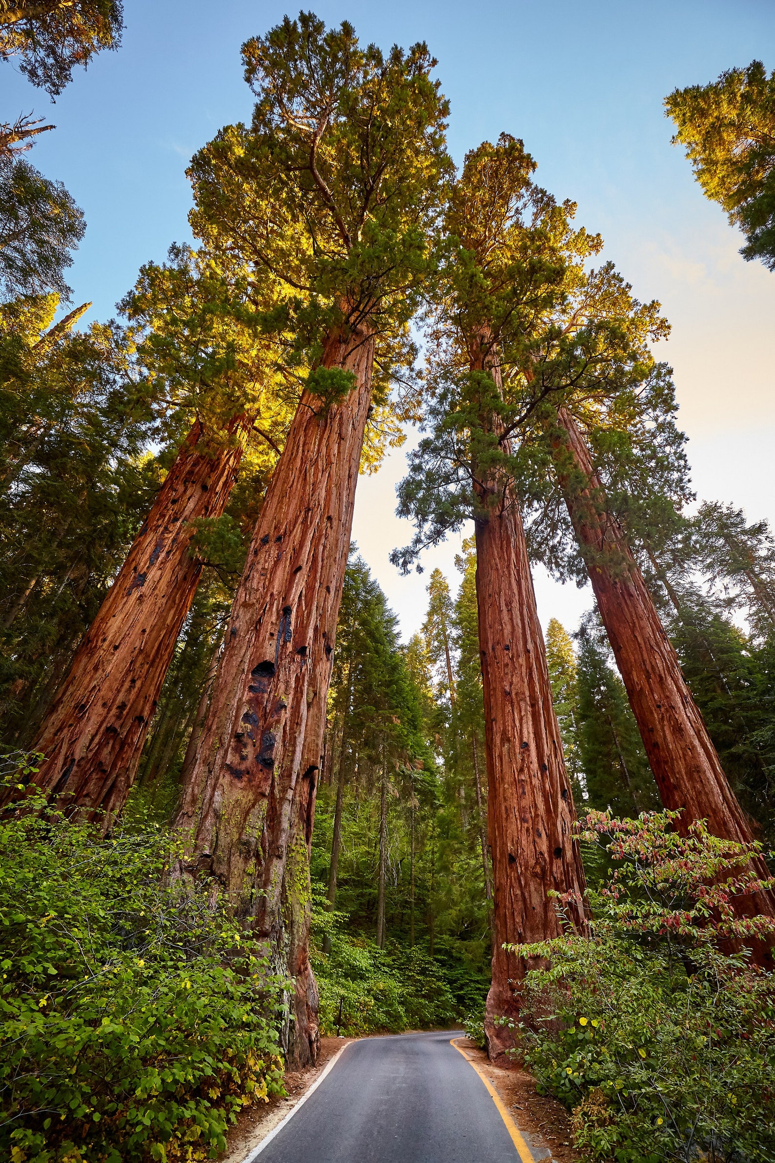 40 Giant Sequoia California Redwood Sequoiadendron giganteum | Etsy