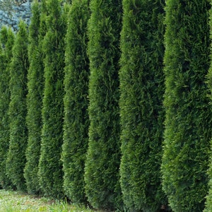 50+ Thuja Tree Seeds (Thuja occidentalis) White Cedar Arborvitae Hedge Row - Fast Growing Privacy Screen Trees