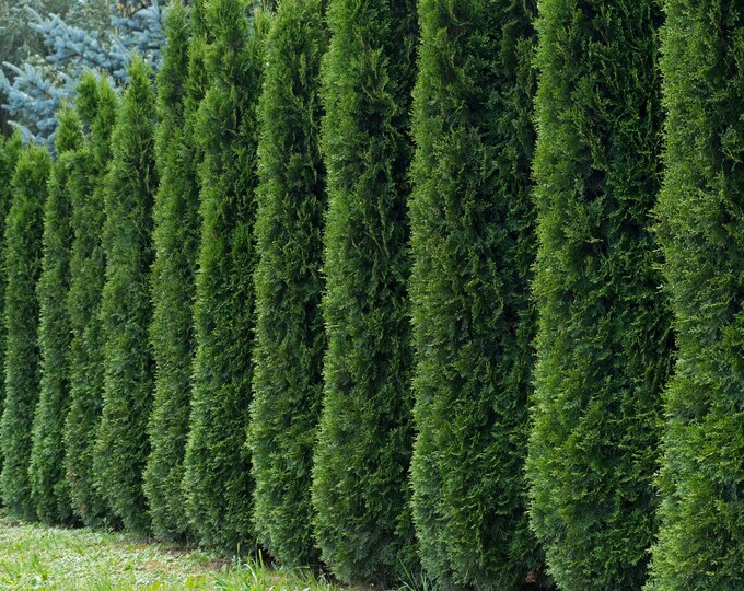 50 Thuja Tree Seeds thuja Occidentalis White Cedar Arborvitae Hedge Row