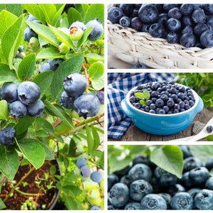 100+  Dwarf Blueberry Seeds - Top Hat | Low Bush Variety - Sweet Edible Fruits