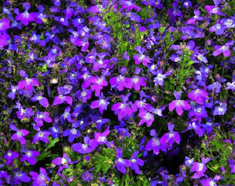 600+ Purple Trailing Lobelia Flower Seeds | Ground Cover, Basket, Free Shipping