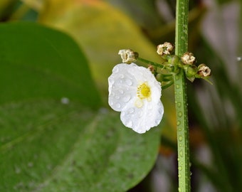 1000 Broadleaf Arrowhead Flower Seeds (Sagittaria Latifolia) EDIBLE WATER TUBER