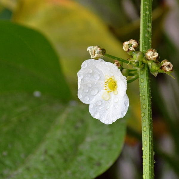 1000 Broadleaf Arrowhead Flower Seeds (Sagittaria Latifolia) EDIBLE WATER TUBER