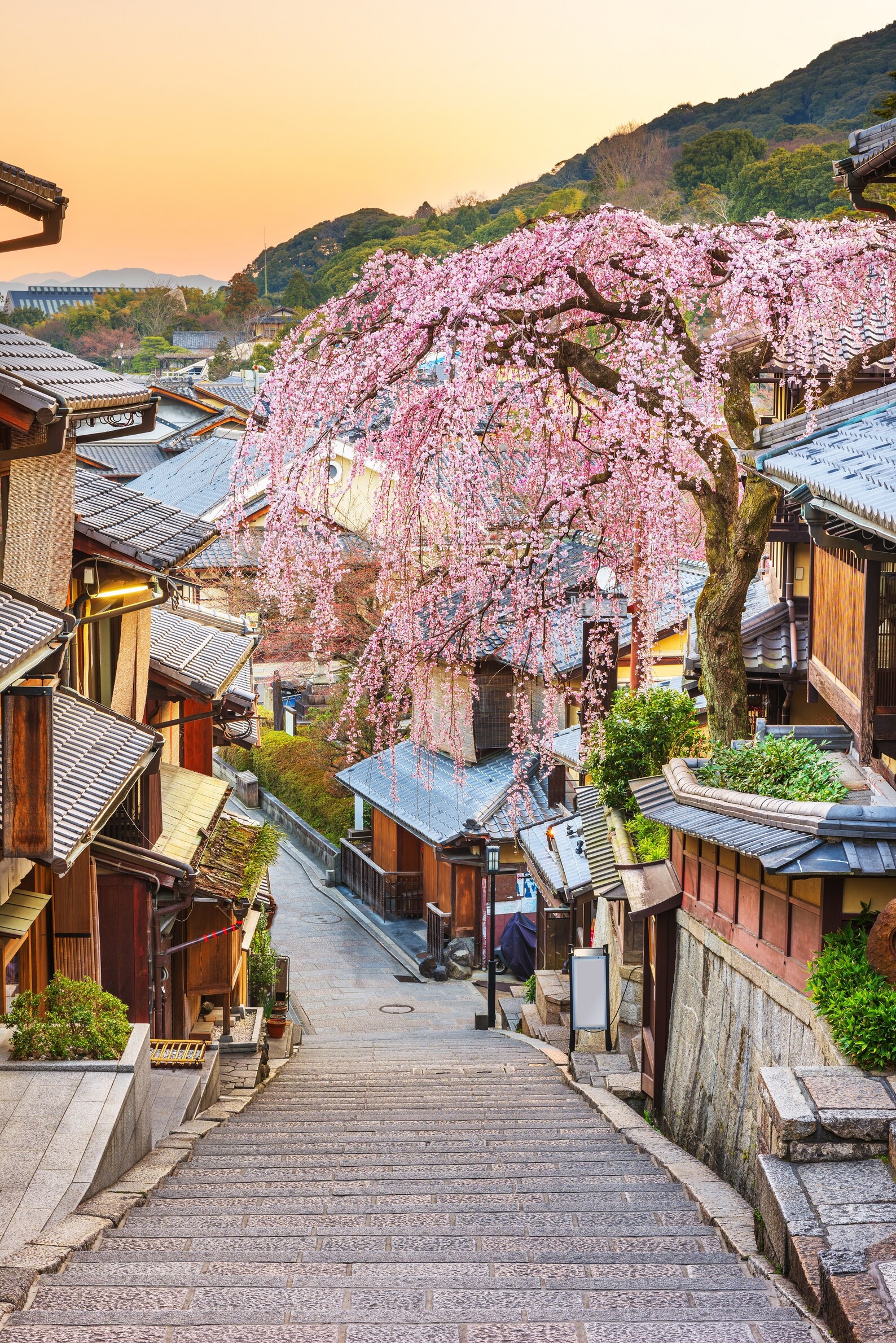 20 Japanese Cherry Blossom Tree Seeds prunus Serrulata Pink Etsy