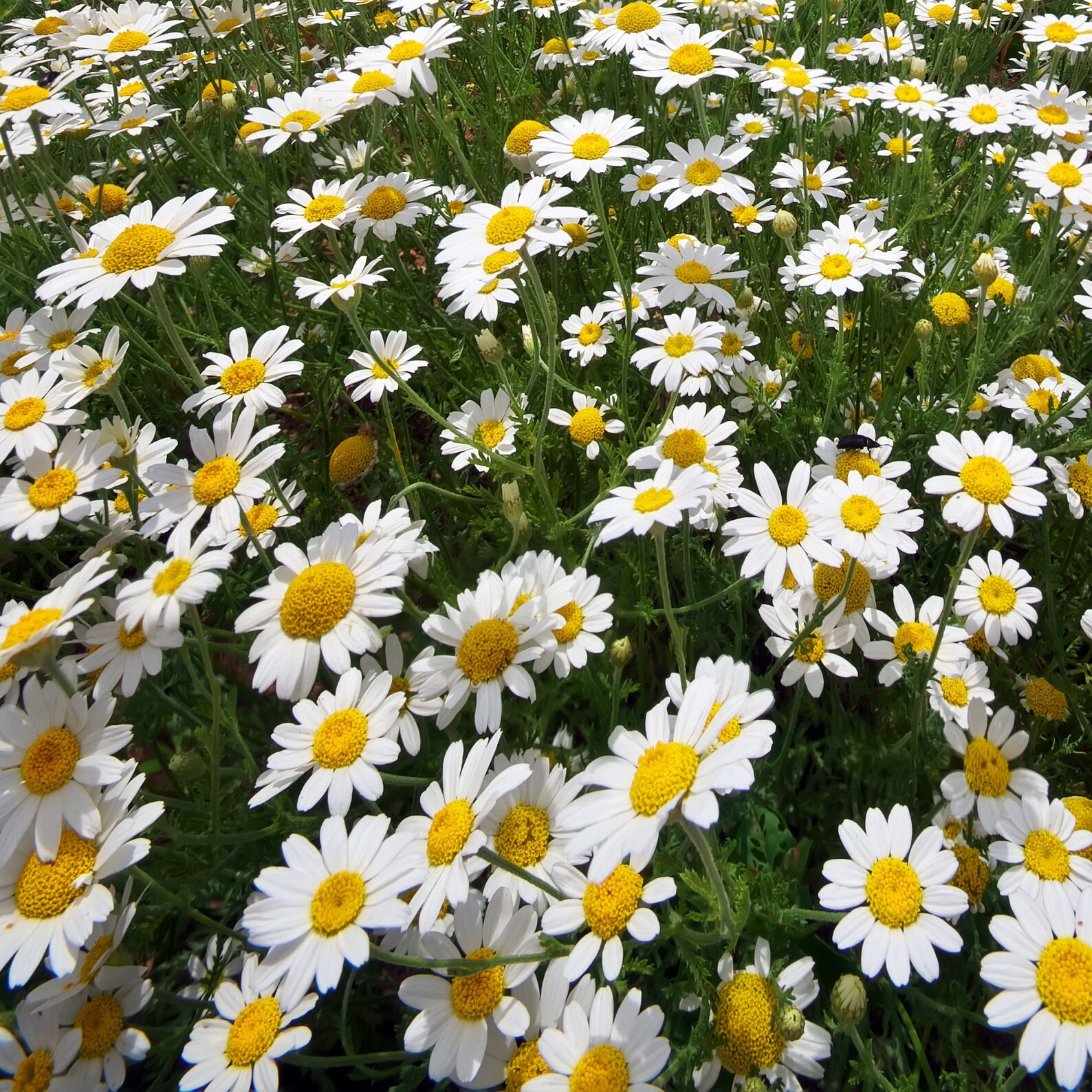 2000 German Chamomile Seeds BULK Perennial Medicinal Herb Etsy