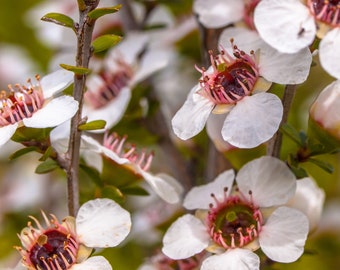 100+ Manuka Tea Tree Seeds (Leptospermum scoparium) - Tea Bush, Honey, White Flower Shrub