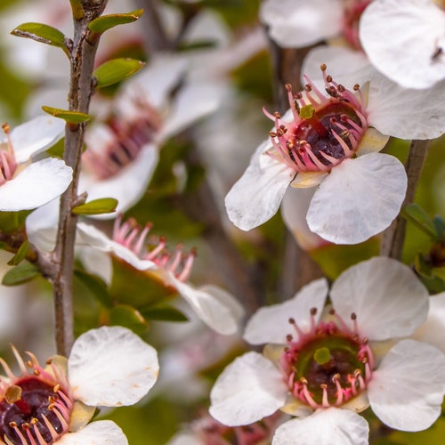 100+ Manuka Tea Tree Seeds (Leptospermum scoparium) - Tea Bush, Honey, White Flower Shrub