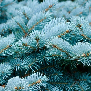 50 Blue Spruce Seeds, Colorado Christmas Trees Picea pungens glauca image 4