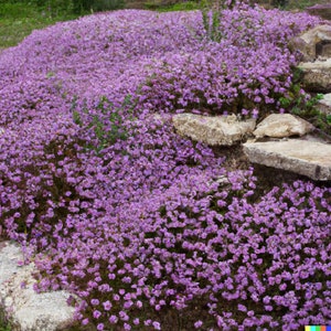 5000 Creeping Thyme Seeds: Perennial Herb & Purple Groundcover, USA Seller, Free Shipping