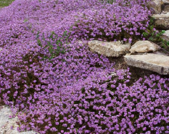 5000 Creeping Thyme Seeds: Perennial Herb & Purple Groundcover, USA Seller, Free Shipping