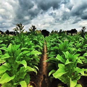 1500 Louisiana Perique Tobacco Seeds (Nicotiana Tabacum) RARE Dark