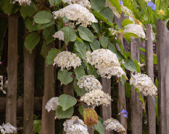 50 Climbing Hydrangea Seeds, Vining Flower Bush, Creeping Hedge Shrub