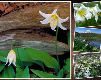 10 White Lily Seeds (Erythronium Montanum), Avalanche Lily, Tall Perennial Flower