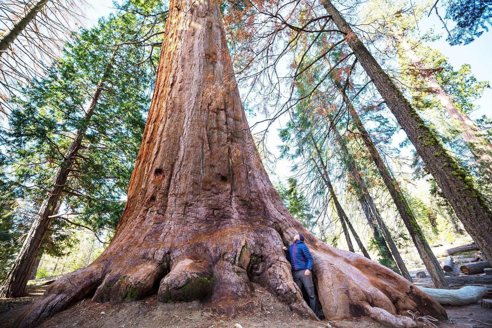 40 Giant Sequoia California Redwood Sequoiadendron giganteum Etsy