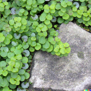 1000+ Dichondra Repens Seeds - Perennial Creeping Ground Cover, Evergreen Lawn