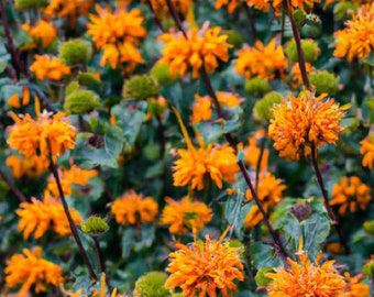 20 Klip Dagga Seeds | Lions Ear (Leonotis Nepetifolia), Orange Flower, Garden Herb