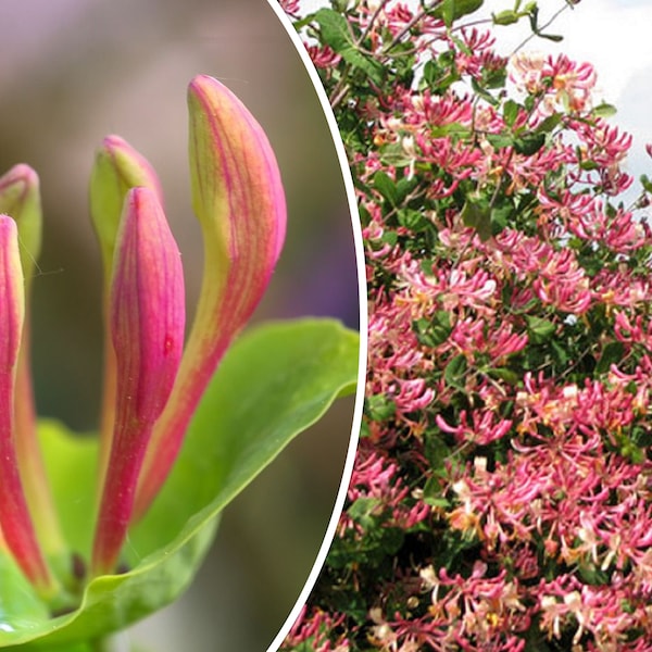 20 Pink Honeysuckle Seeds (L. hispidula), California Native | Flowering Vine, Climbing Flower Shrub