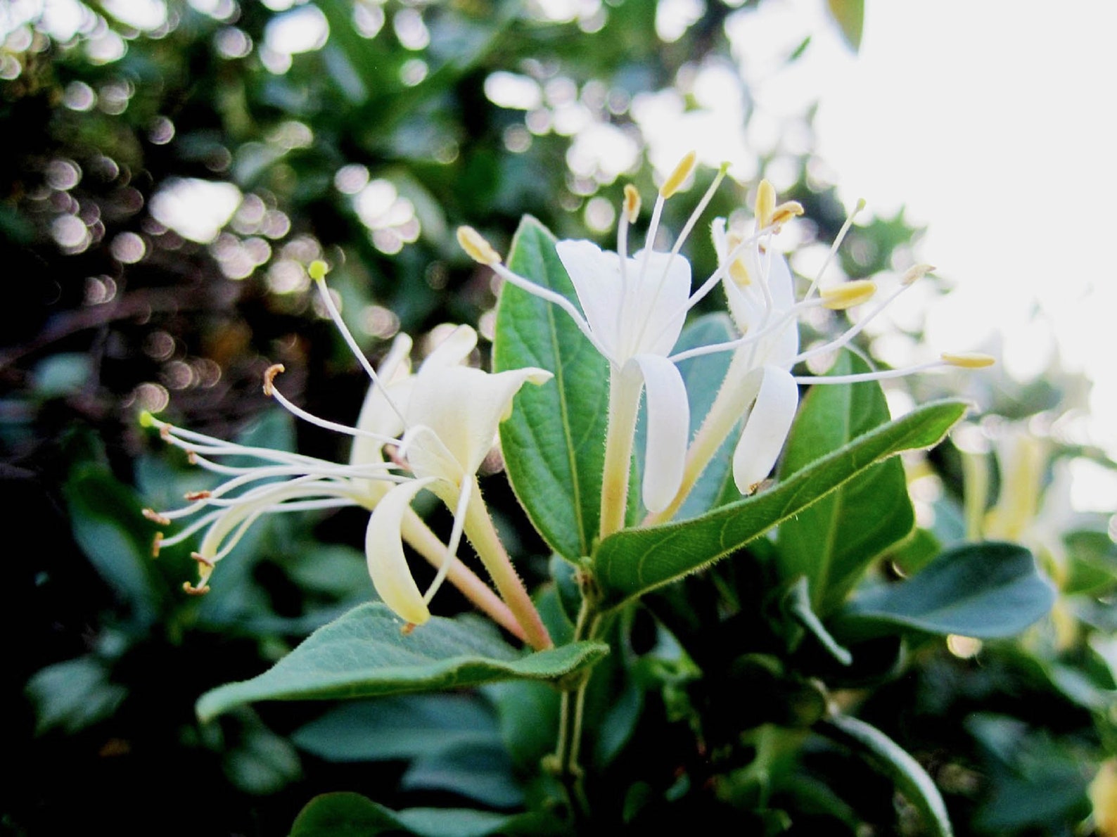 50 Honeysuckle Seeds L. Fragrantissima Flowering Vine Etsy