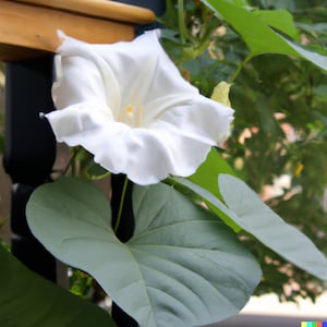 30 Moonflower Morning Glory White Moon Flower (Ipomoea alba) Flower Vine Seeds