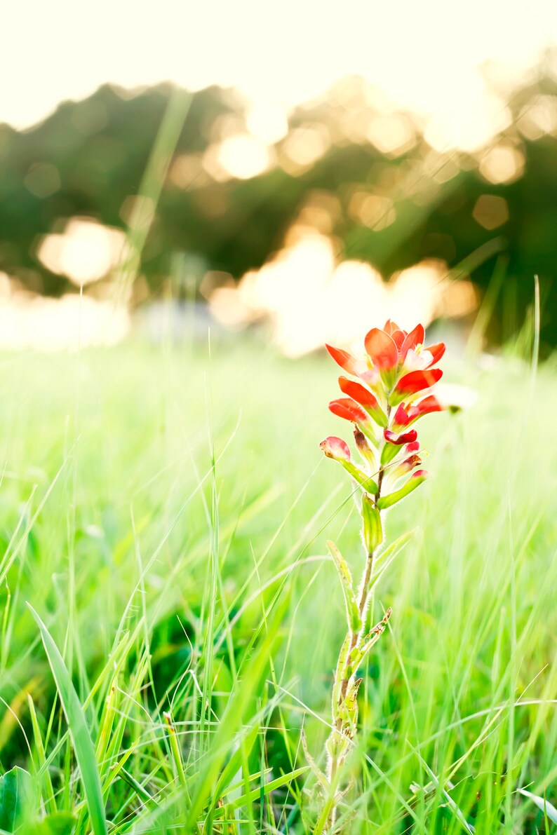 1000 Indian Paintbrush Flower Seeds Perennial Castilleja Etsy