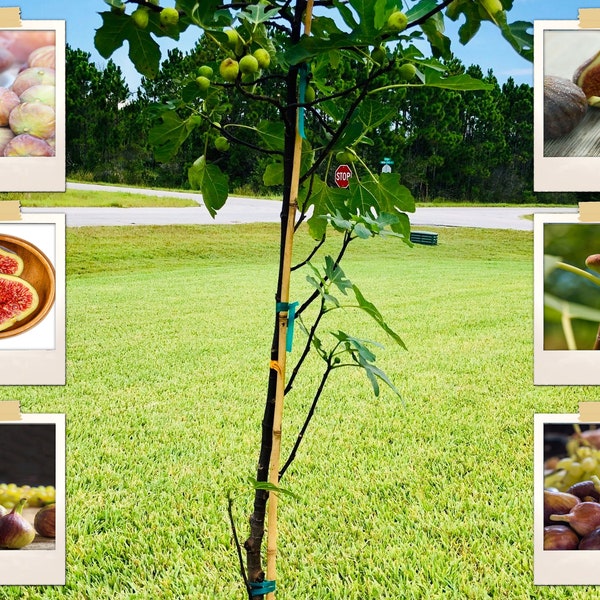 40+ Fig Tree Seeds (Ficus carica), Sweet Fruit Shrub - Medicinal & Edible