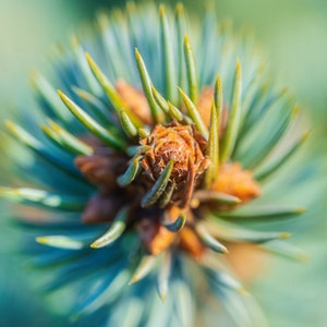 50 Blue Spruce Seeds, Colorado Christmas Trees Picea pungens glauca image 3