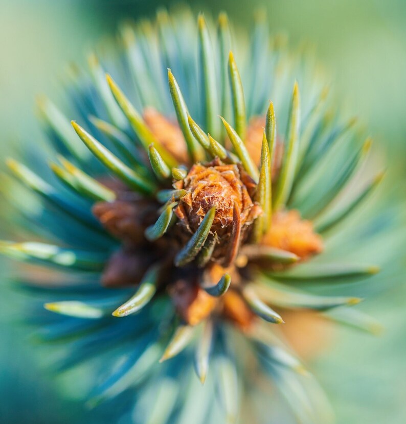 50 Blue Spruce Seeds, Colorado Christmas Trees Picea pungens glauca image 3