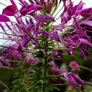 300 Cleome Spider Flower Seeds White, Pink, Purple Wildflower Bee Plant Bushy image 2