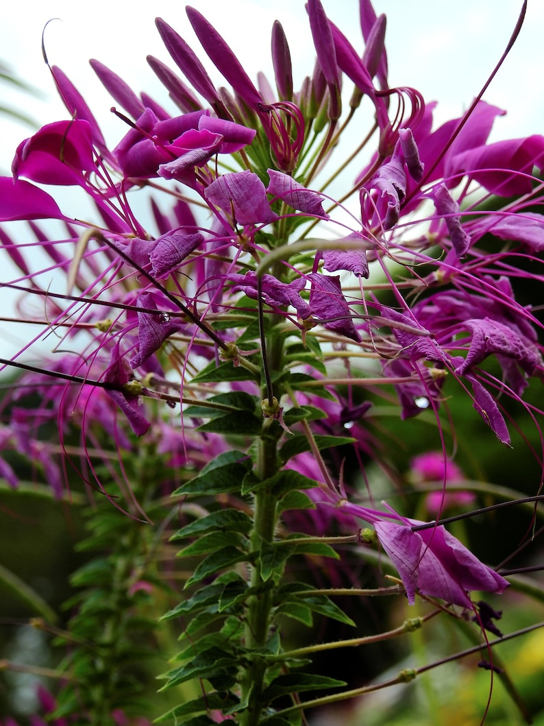 300 Cleome Spider Flower Seeds White, Pink, Purple Wildflower Bee Plant Bushy image 2