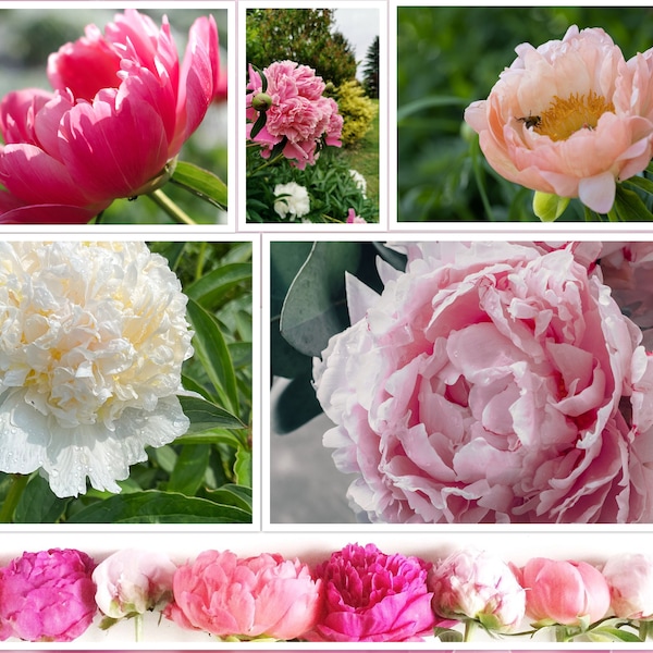 10 Peony Seeds Mix (Paeonia suffruticosa) Tree Bush Flower USA Seller