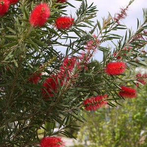 100 Crimson Bottle Brush Seeds Callistemon citrinus Fast-Growing Red Flowering Tree image 6