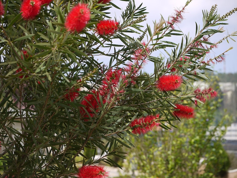 100 Crimson Bottle Brush Seeds Callistemon citrinus Fast-Growing Red Flowering Tree image 6