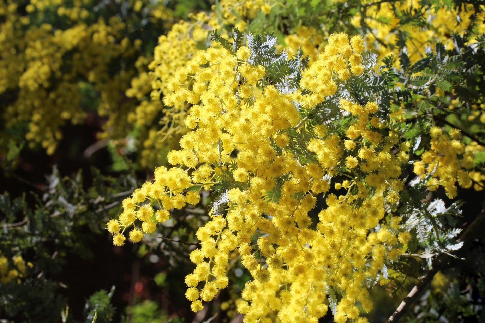 40 Golden Mimosa Tree Seeds Acacia Baileyana Fast Growing Etsy