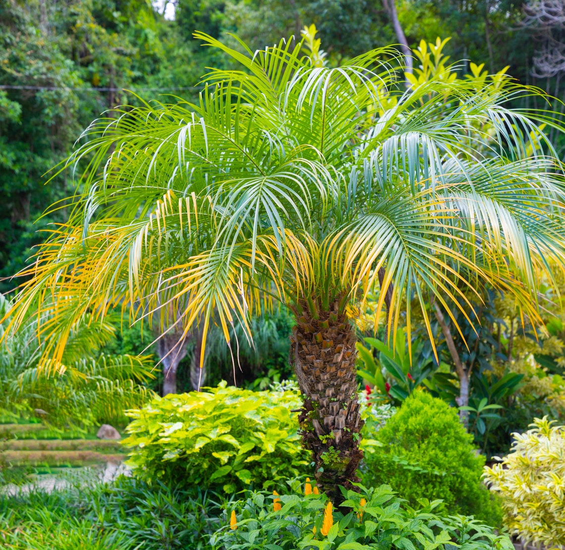 35 Pygmy Date Palm Seeds dwarf P. Roebelenii Edible Fruit Etsy