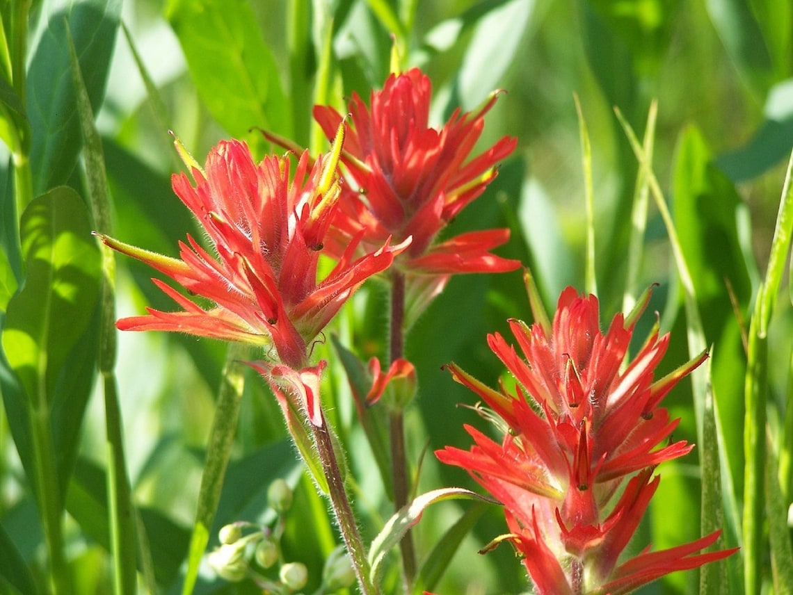 1000 Indian Paintbrush Flower Seeds Perennial Castilleja Etsy