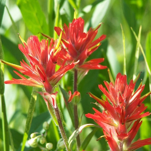 1,000 Indian Paintbrush Flower Seeds Perennial Castilleja Integra