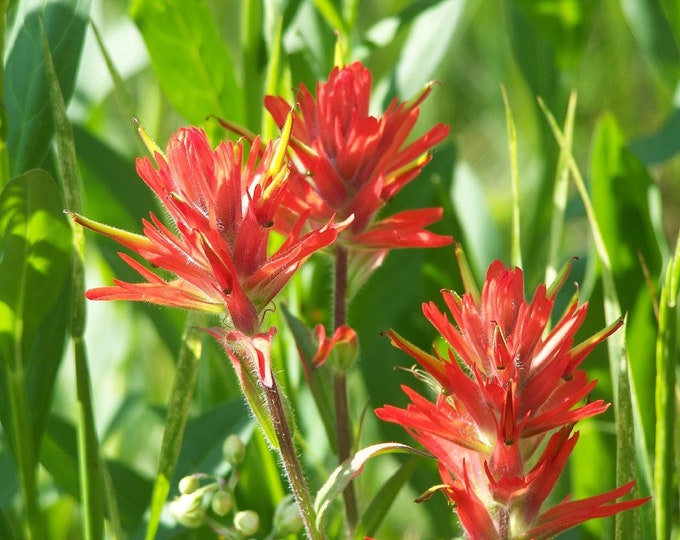 1,000 Indian Paintbrush Flower Seeds Perennial Castilleja Integra Etsy