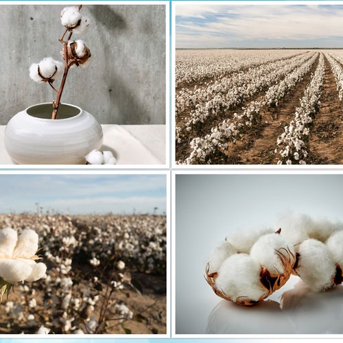 30 White Cotton Seeds *BURANDA* Non-GMO, 100% Quality, High-Density!