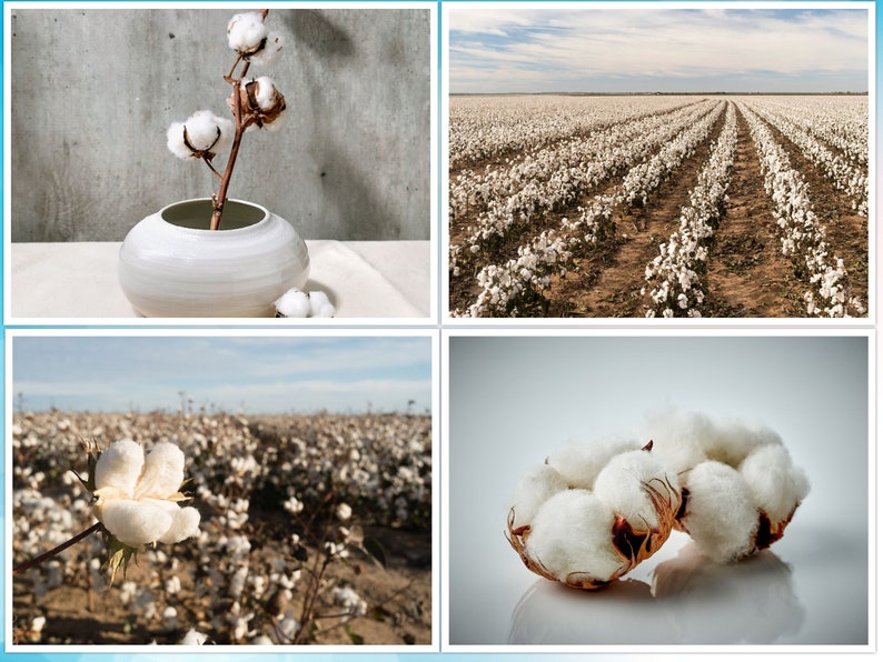 30 White Cotton Seeds BURANDA Non-GMO, 100% Quality, High-Density image 1