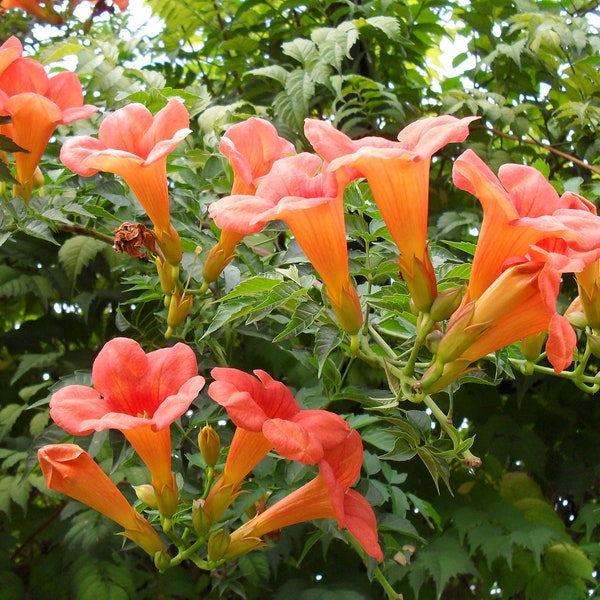 100+ Trumpet Creeper (Campsis radicans) Climbing Flower Vine Seeds, Perennial, Orange, Red, Hummingbird Flower