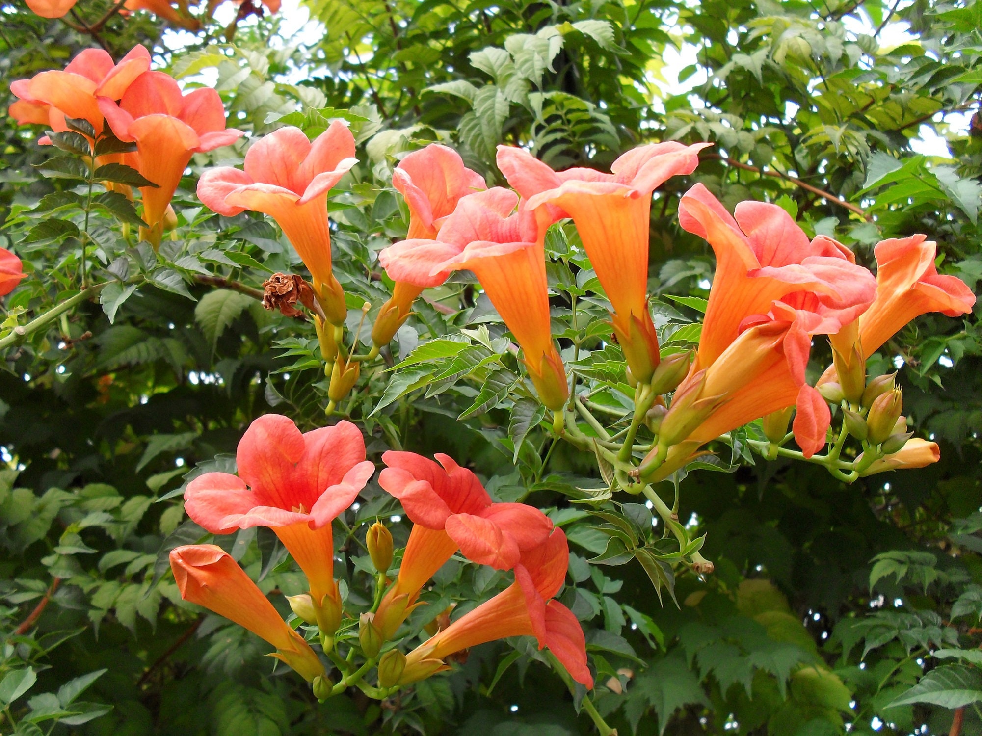 Trumpet Creeper Vine