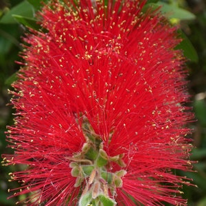 100 Crimson Bottle Brush Seeds Callistemon citrinus Fast-Growing Red Flowering Tree image 3