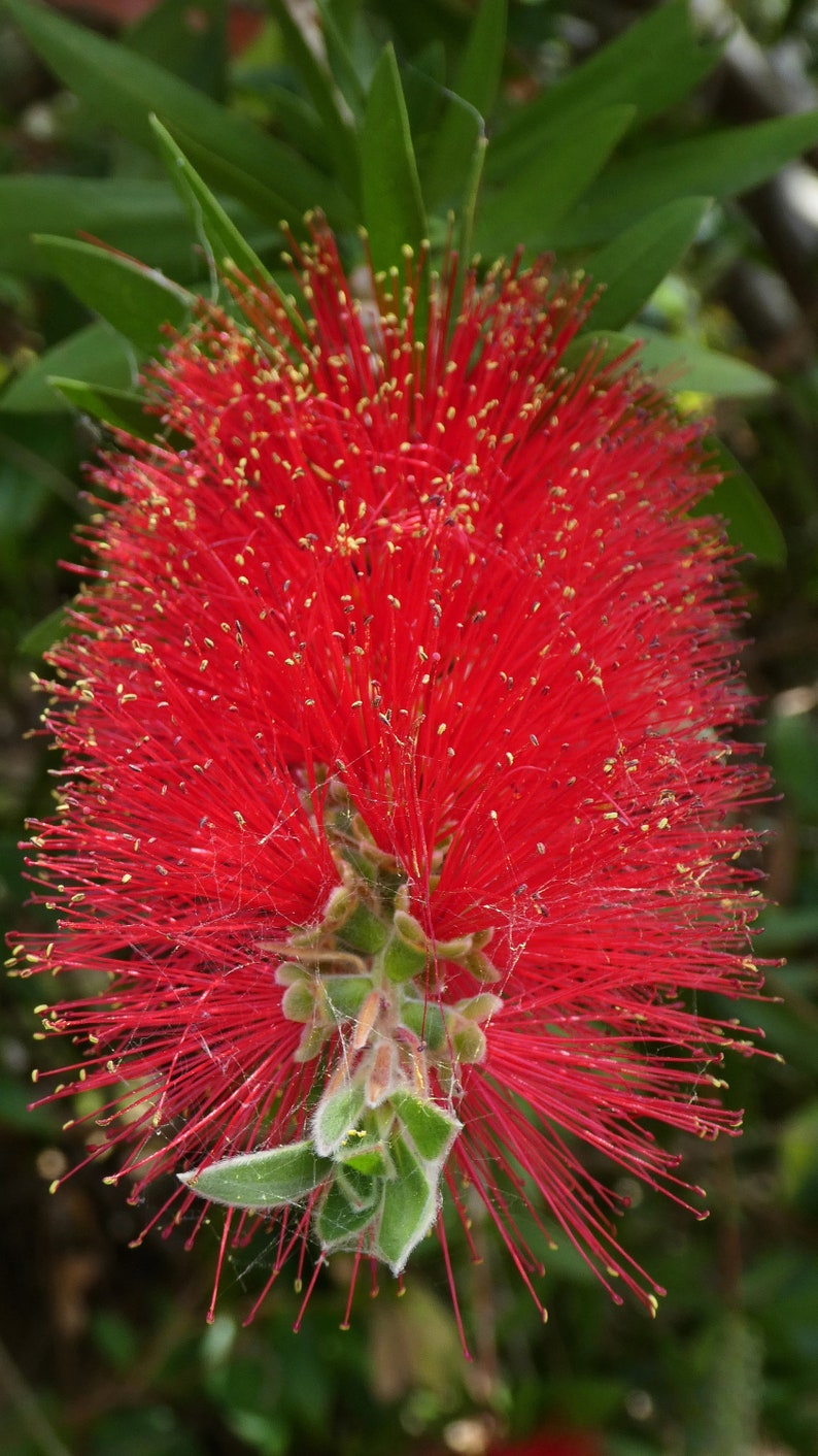 100 Crimson Bottle Brush Seeds Callistemon citrinus Fast-Growing Red Flowering Tree image 3