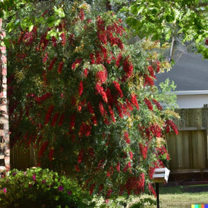 100+ Weeping Bottle Brush Seeds (C. viminalis) | Fast Growing Red Flower Tree