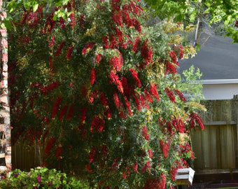 100+ Weeping Bottle Brush Seeds (C. viminalis) | Fast Growing Red Flower Tree